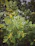 Close-up of a healthy oak tree branch freshly trimmed by VC Tree Services.
