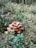 A cluster of brown mushrooms grows amidst a lush forest floor covered with green moss and small plants. The surrounding environment is rich with foliage, creating a natural and serene setting.