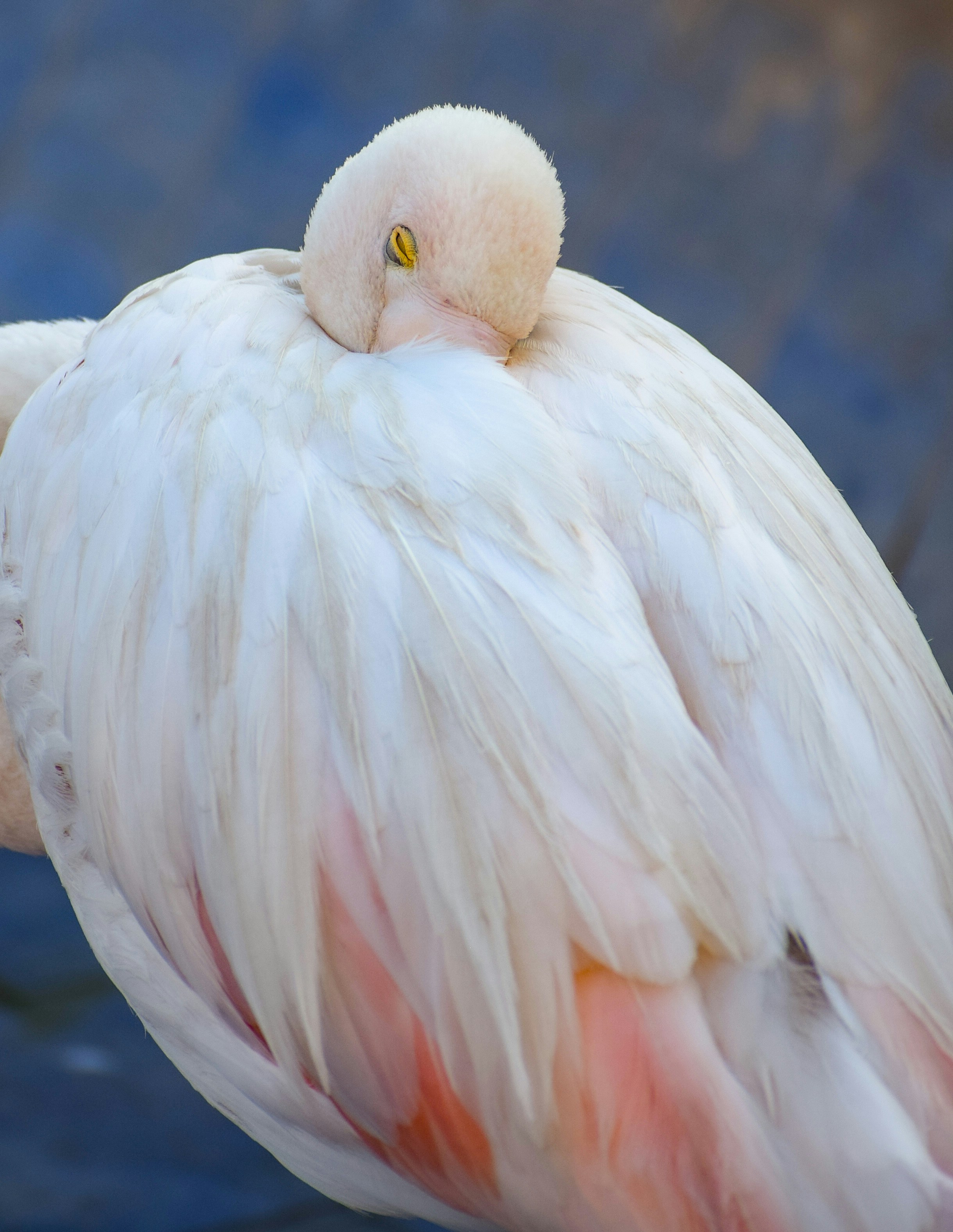 A close up of a pink and white bird photo – Free Flamingo Image on Unsplash