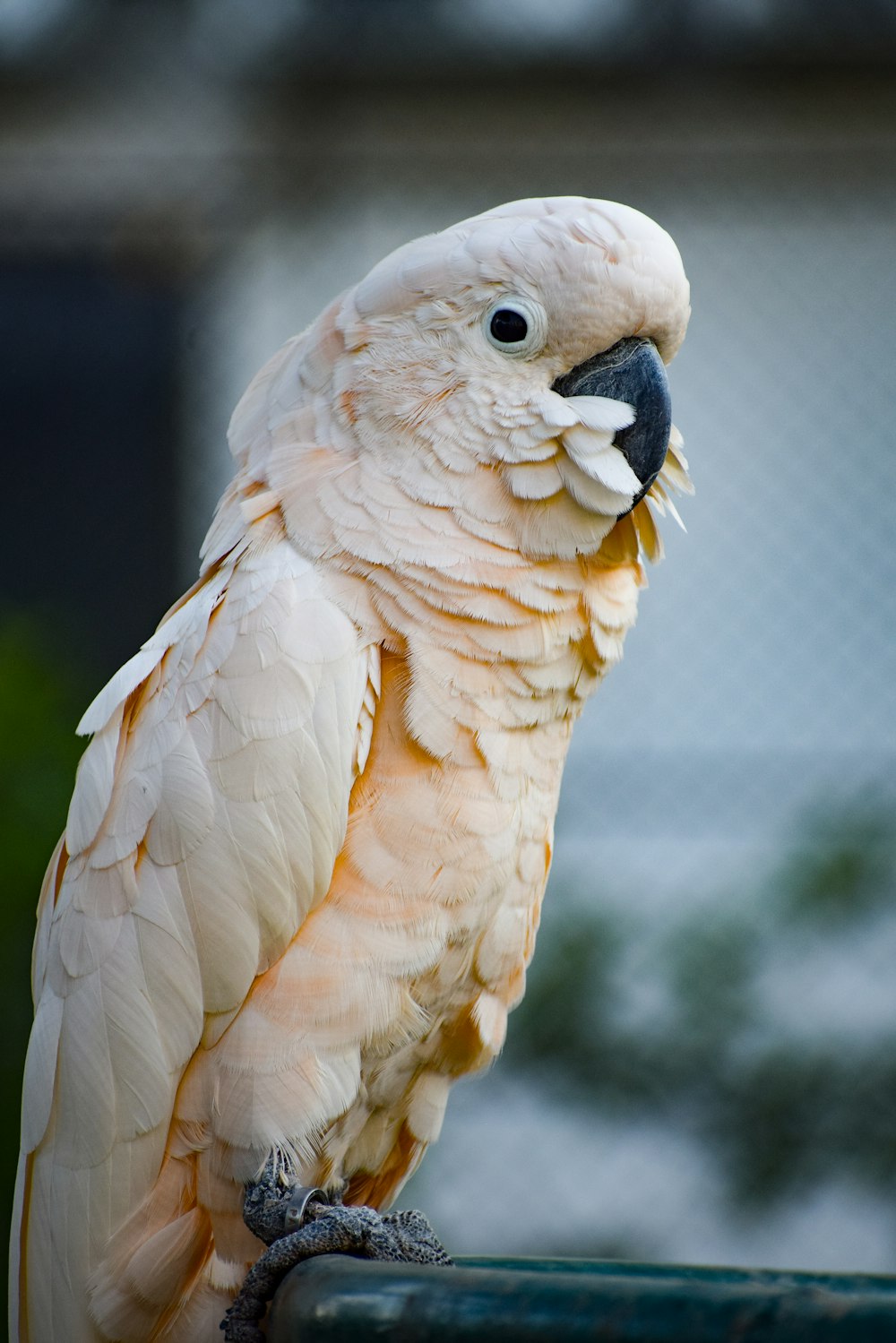 a close up of a bird on a fence