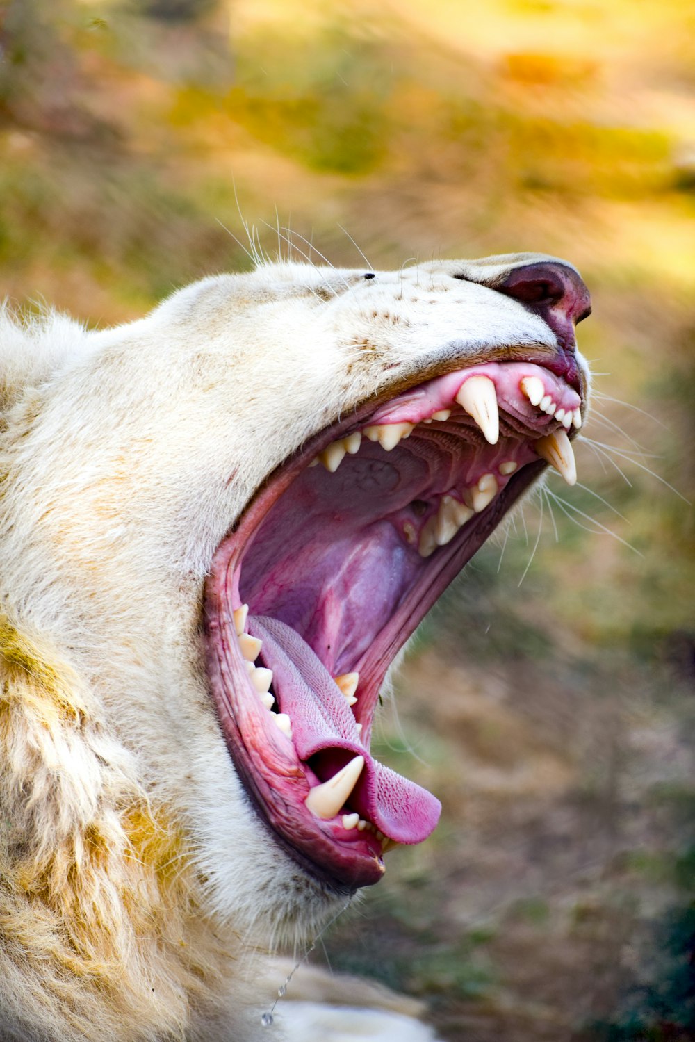 a close up of a dog with its mouth open