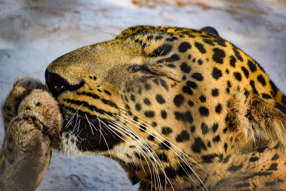 a close up of a leopard's face with snow in the background