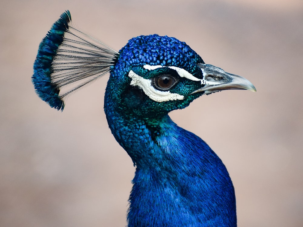 a close up of a blue bird with a long tail