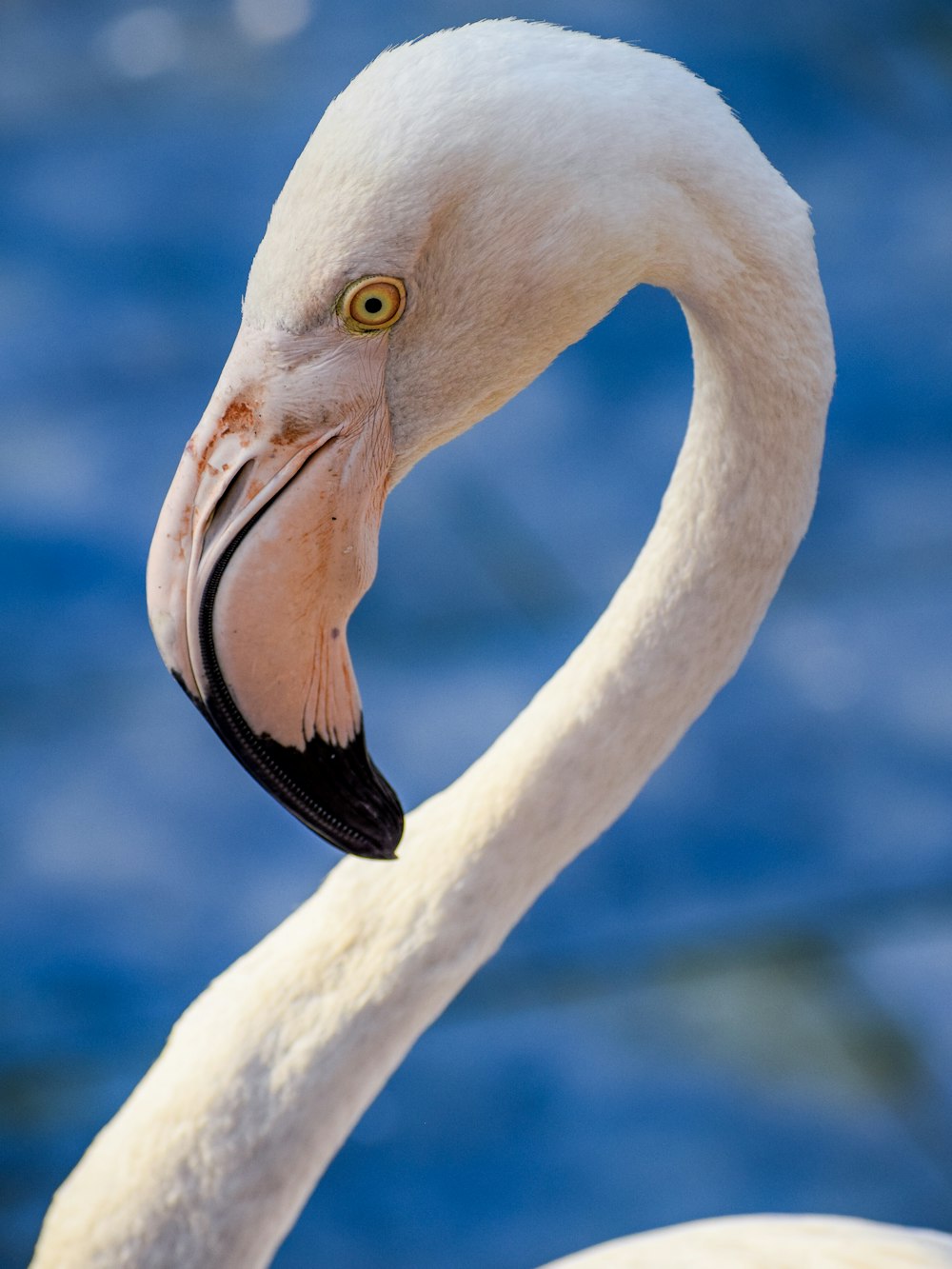 a close up of a white bird with a long neck