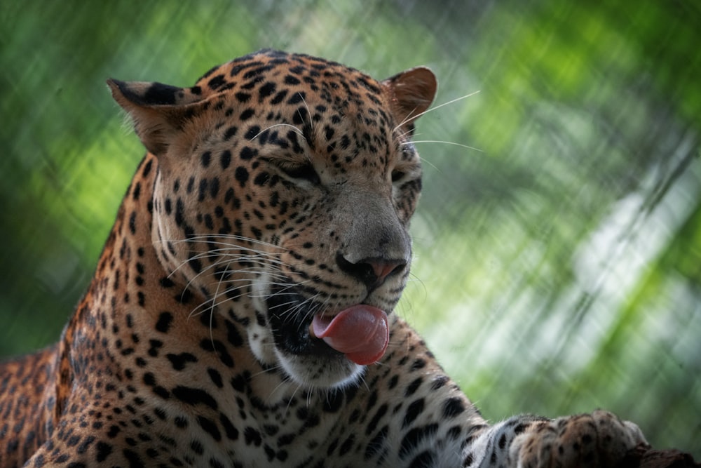 a close up of a leopard with its tongue out