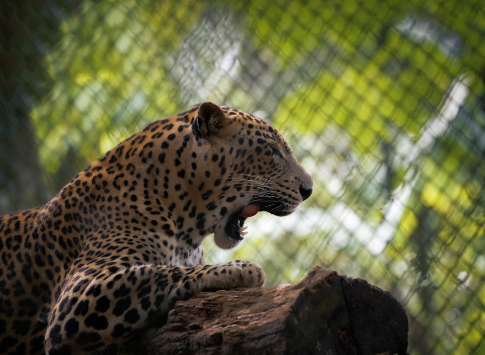 a cheetah yawns while sitting on a tree branch