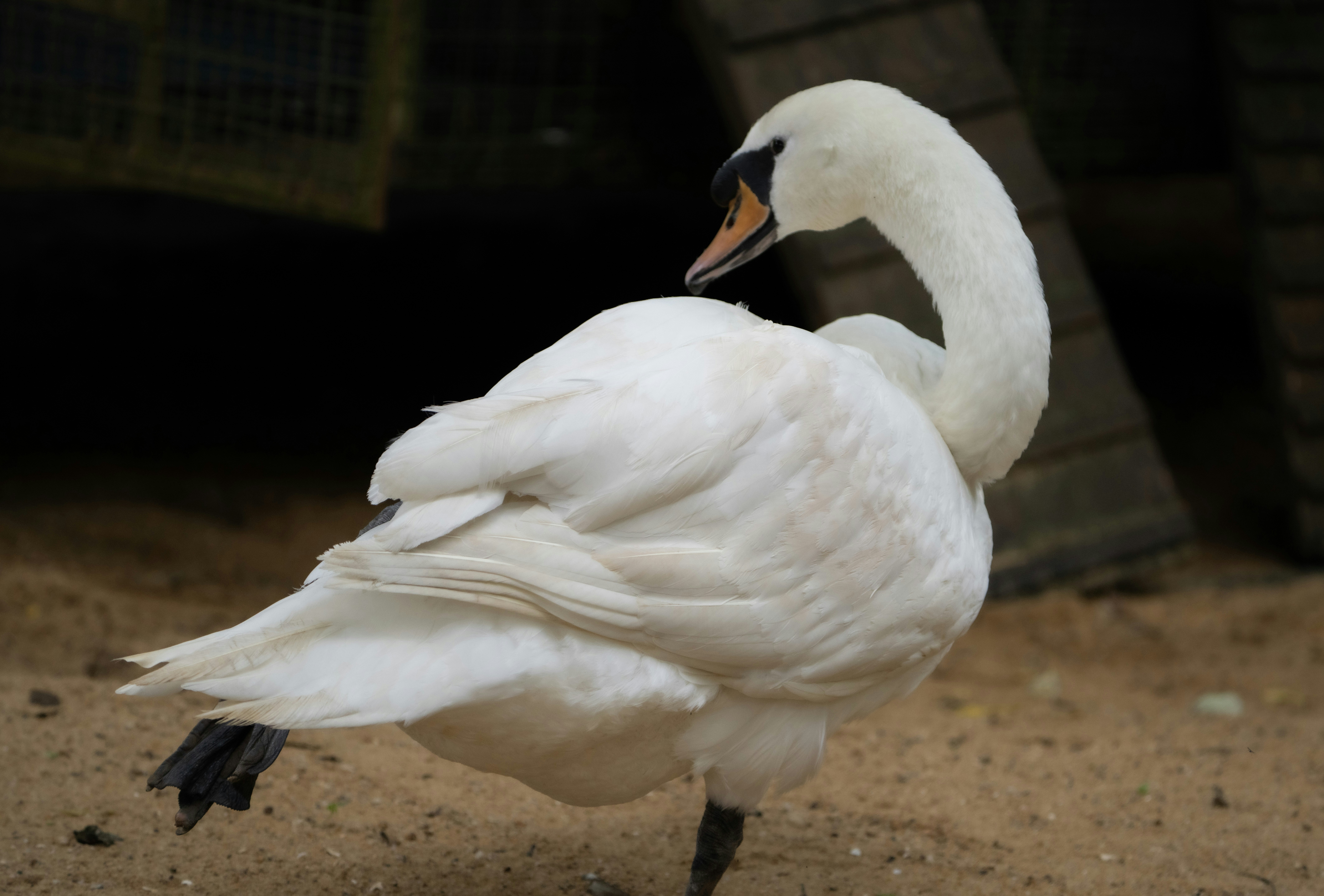 ein weißer Schwan, der auf einem unbefestigten Feld steht