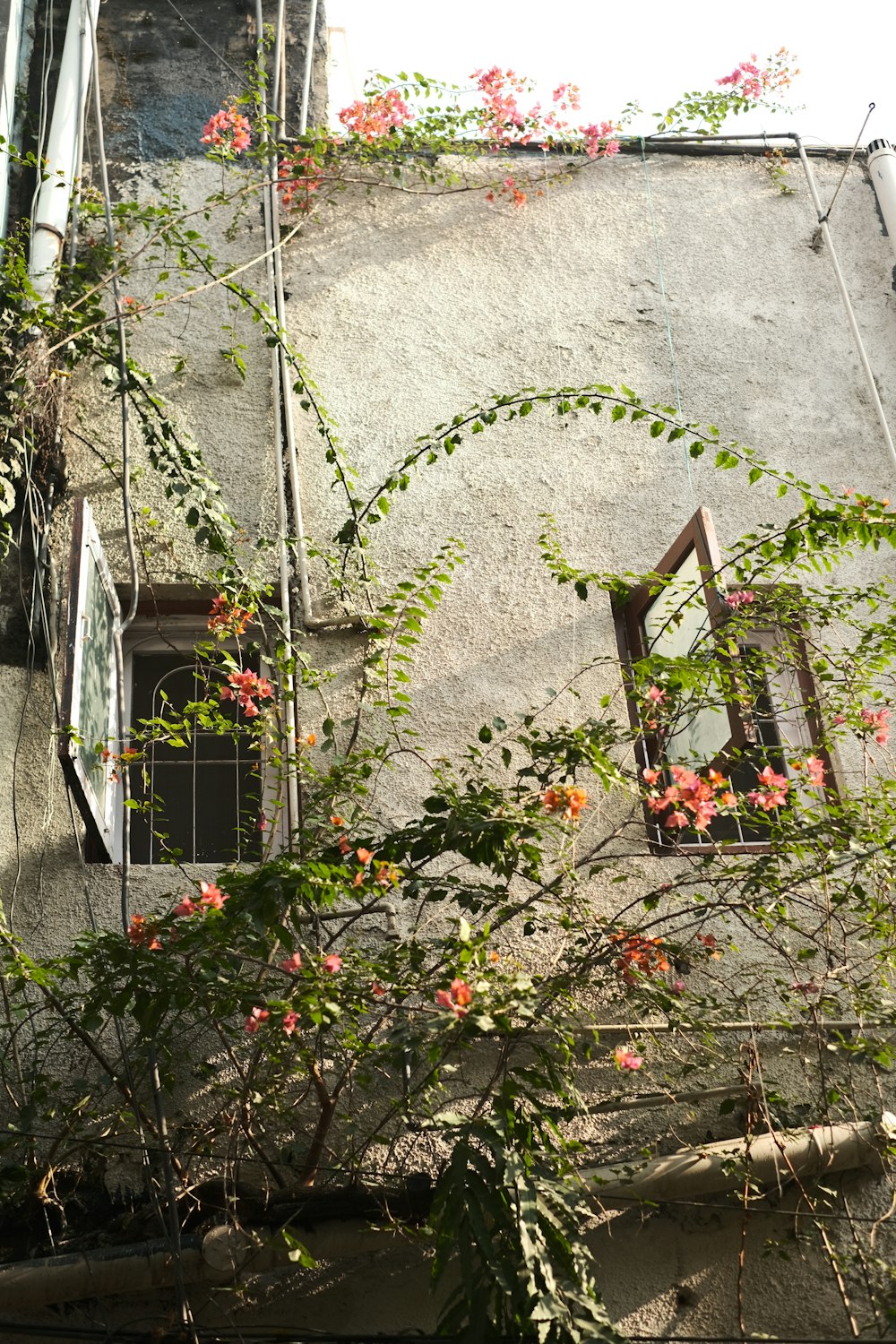 um edifício com uma janela e uma planta crescendo a partir dela