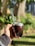 Close-up of a traditional mate cup surrounded by lush green leaves of palo rosa and palmitos.