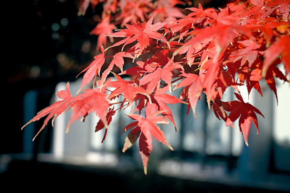 a close up of a tree with red leaves