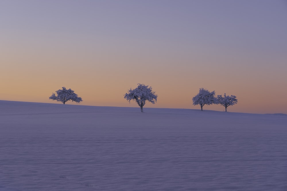 three trees in the middle of a snowy field