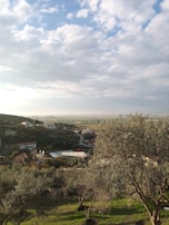 A scenic view of the Moroccan countryside with olive trees.