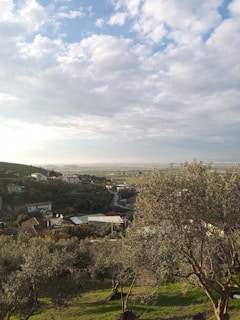A scenic view of the Moroccan countryside with olive trees.