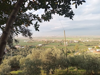 A scenic view of lush apple orchards with mountains in the background