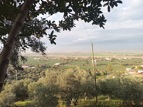 A scenic view of lush apple orchards with mountains in the background