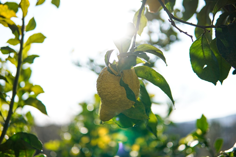 a lemon hanging from a tree in the sun