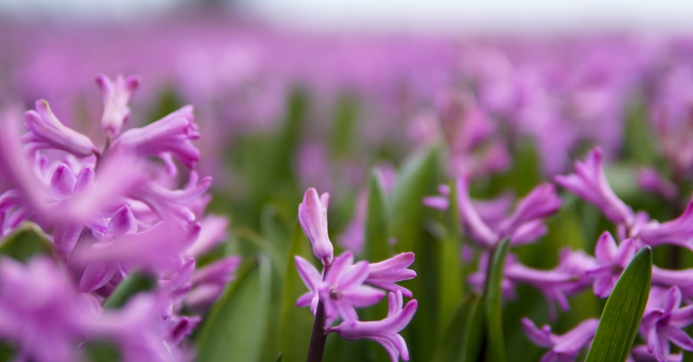 a field of purple flowers with green stems