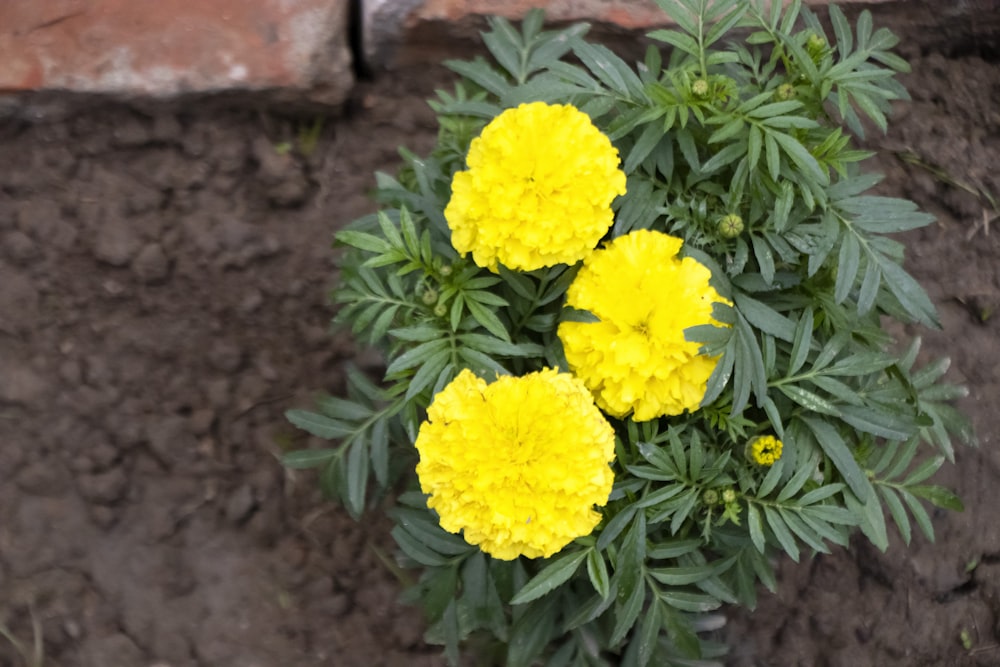a group of yellow flowers sitting on top of a dirt field