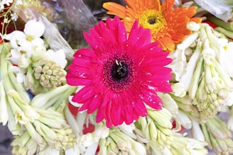 A vibrant arrangement of flowers featuring prominent pink and orange gerbera daisies surrounded by clusters of white and green buds, wrapped with translucent plastic.