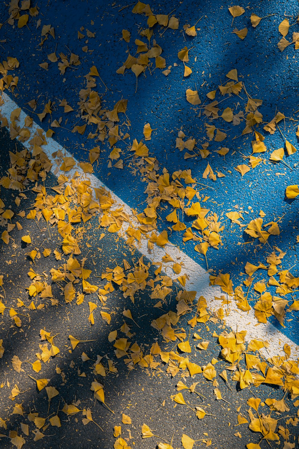 yellow leaves on the ground next to a street