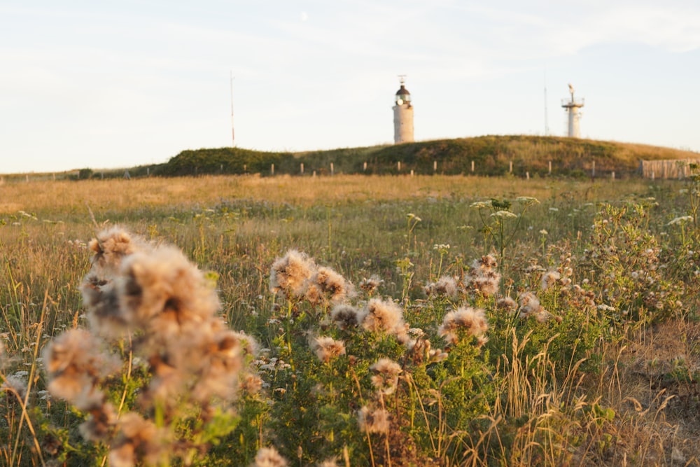 a grassy field with a lighthouse in the background