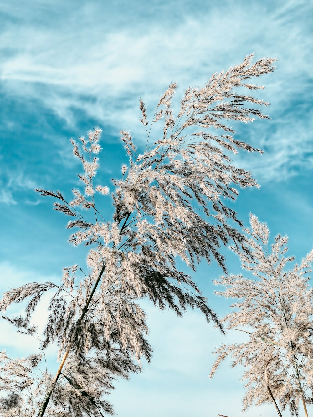 a bunch of plants that are in the grass