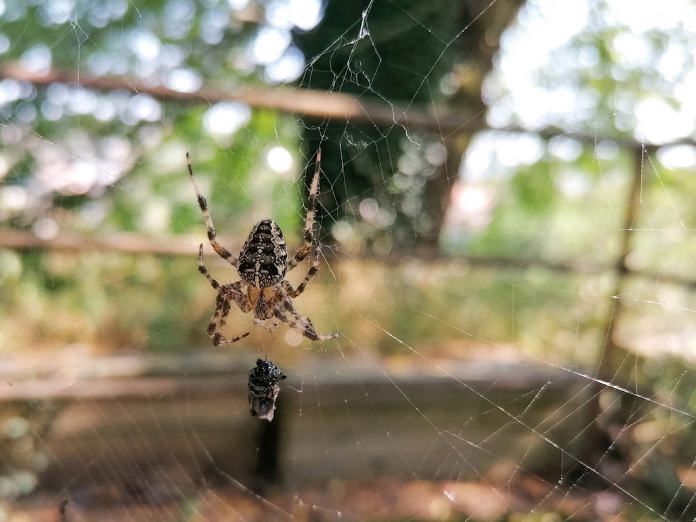 a close up of a spider on a web