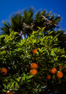 A lively urban street lined with young citrus trees bearing bright oranges and lemons under a clear blue sky.
