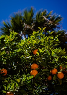A vibrant citrus tree laden with ripe oranges surrounded by lush green leaves under a bright and clear blue sky. In the background, the silhouette of palm fronds is visible.