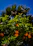 Close-up of a farmer inspecting healthy citrus trees under a bright blue sky.