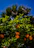Close-up of a farmer inspecting healthy citrus trees under a bright blue sky.