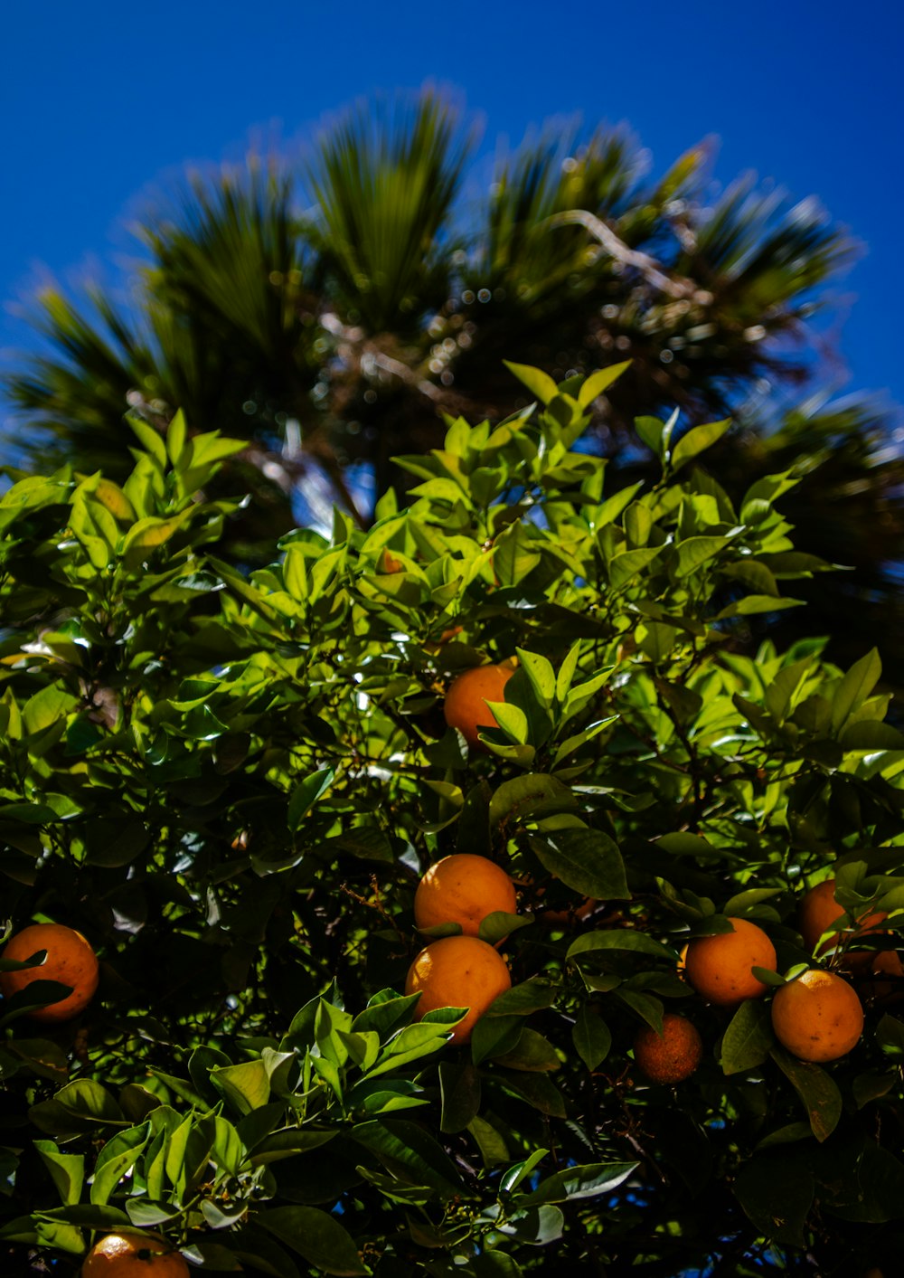 a tree filled with lots of oranges under a blue sky