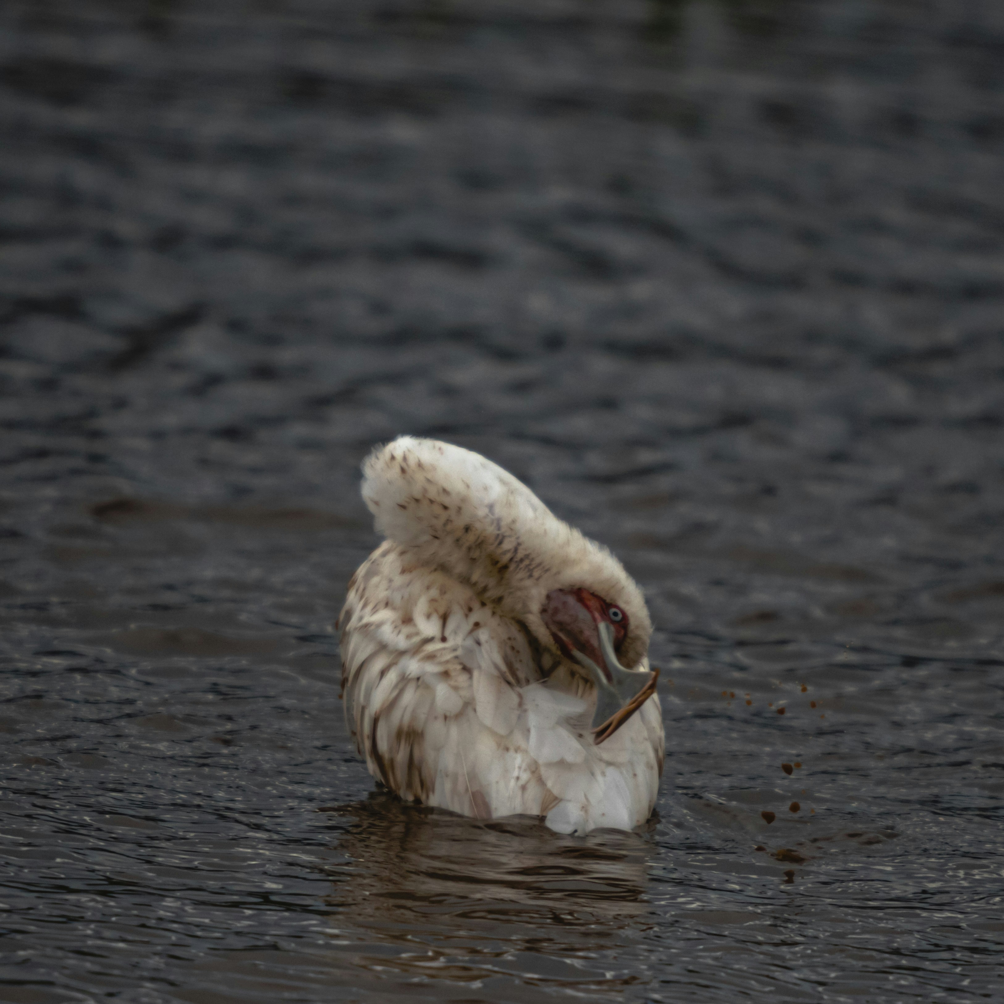 ein Vogel mit dem Kopf im Wasser
