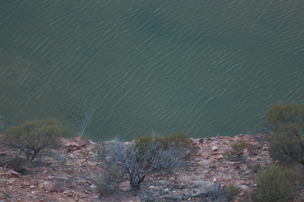 a lone animal standing on the side of a cliff