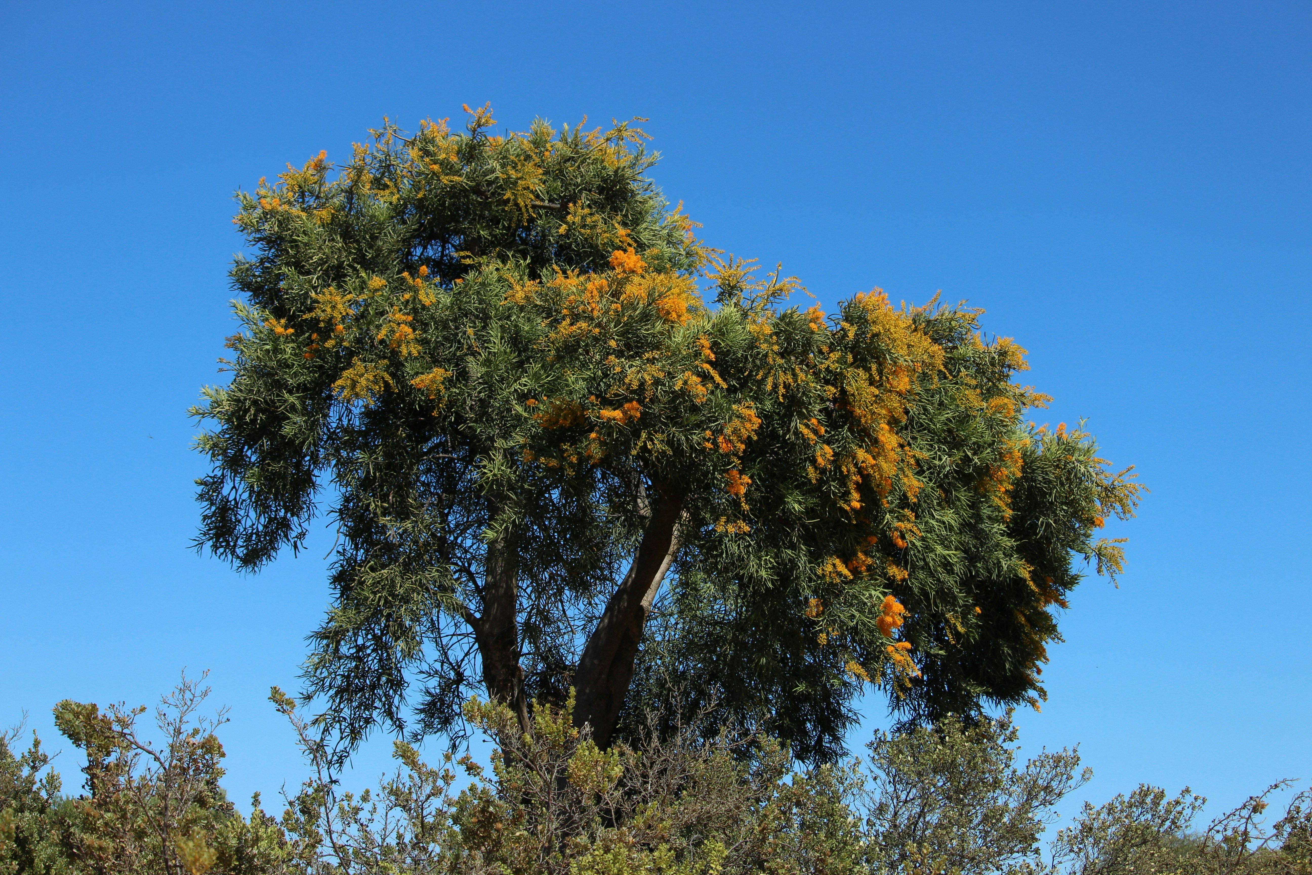 a large tree with yellow flowers in the middle of a forest