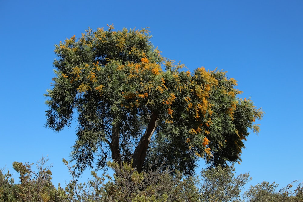 a large tree with yellow flowers in the middle of a forest