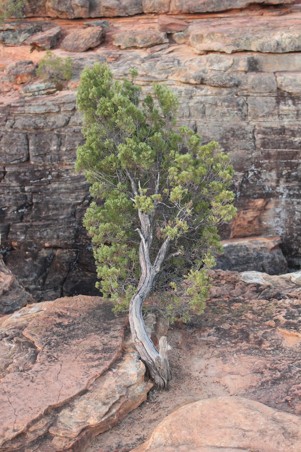 a small tree growing out of a crack in the rocks