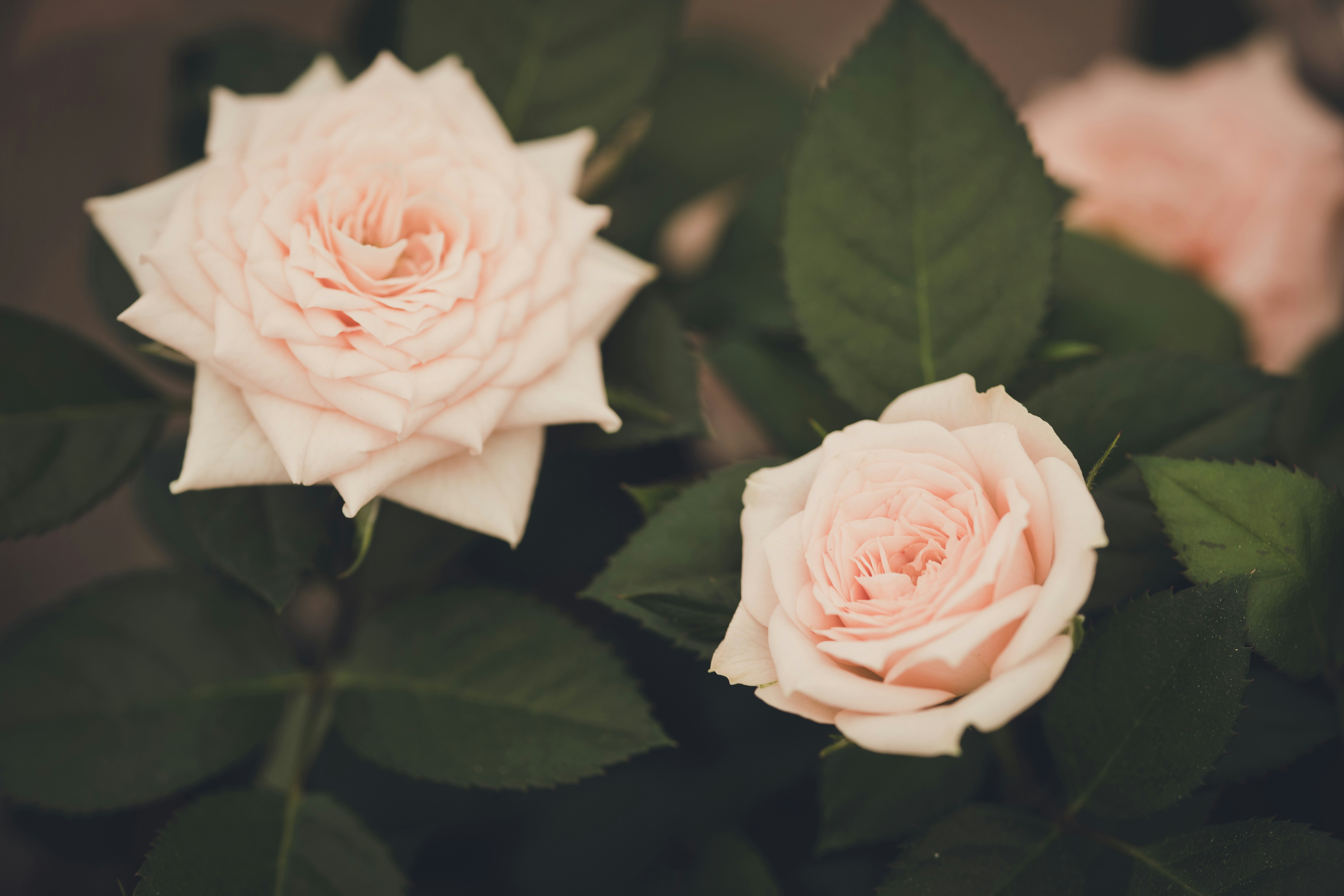 Photo by rrodriguesim