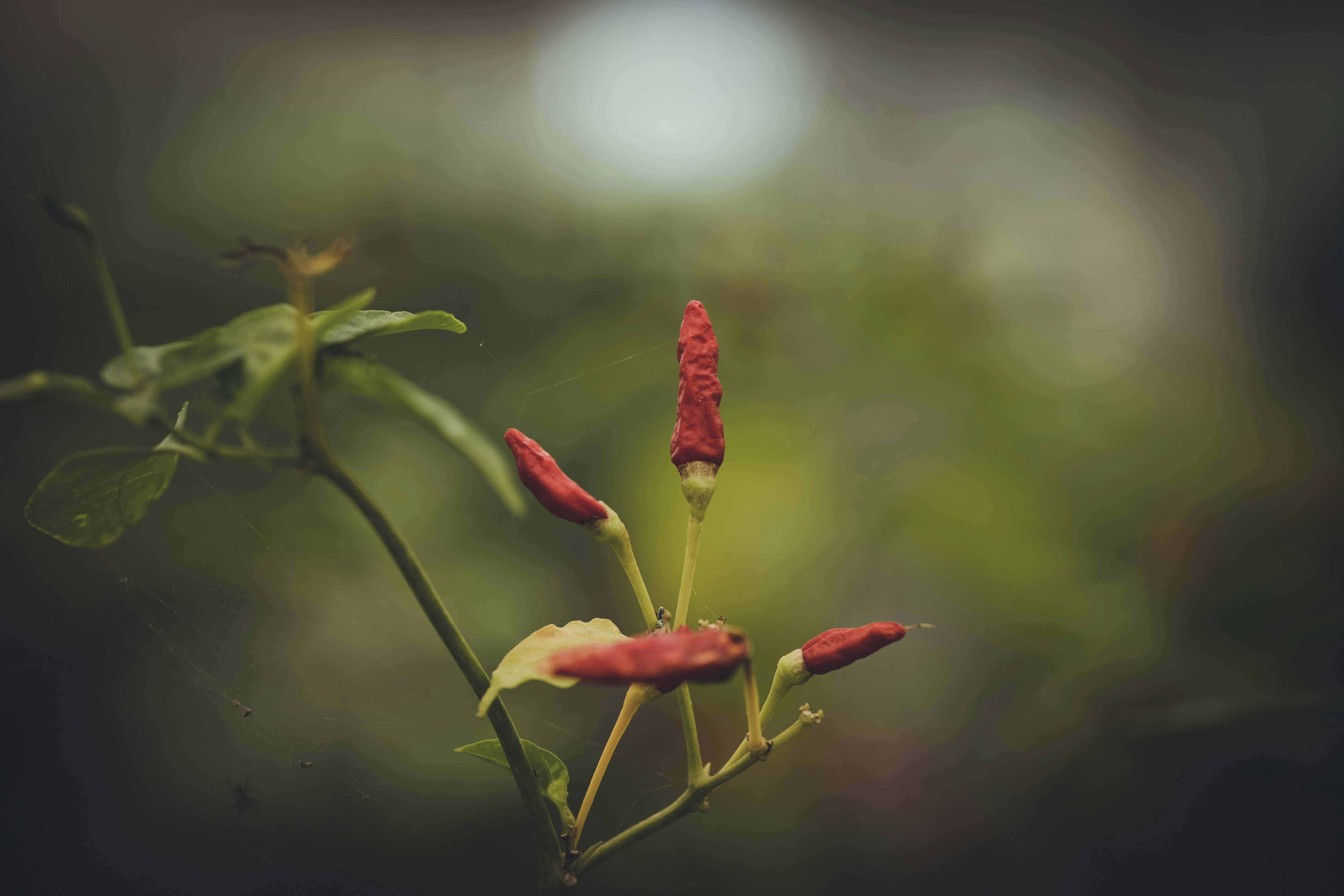 Photo by rrodriguesim