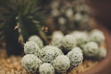 Close-up of a bed with vibrant textiles and cactus plants on a wooden nightstand.