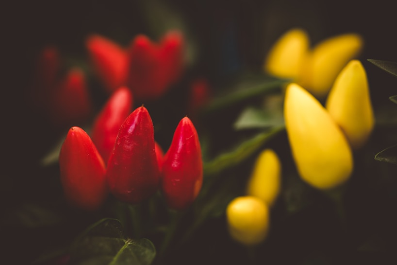 A close-up view of vibrant red and yellow chili peppers surrounded by green leaves. The peppers have a glossy texture and are sharply in focus against a soft, blurred background.