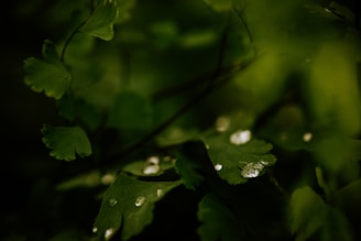 A serene close-up of fresh green botanical leaves with morning dew, reflecting natural purity and wellness.