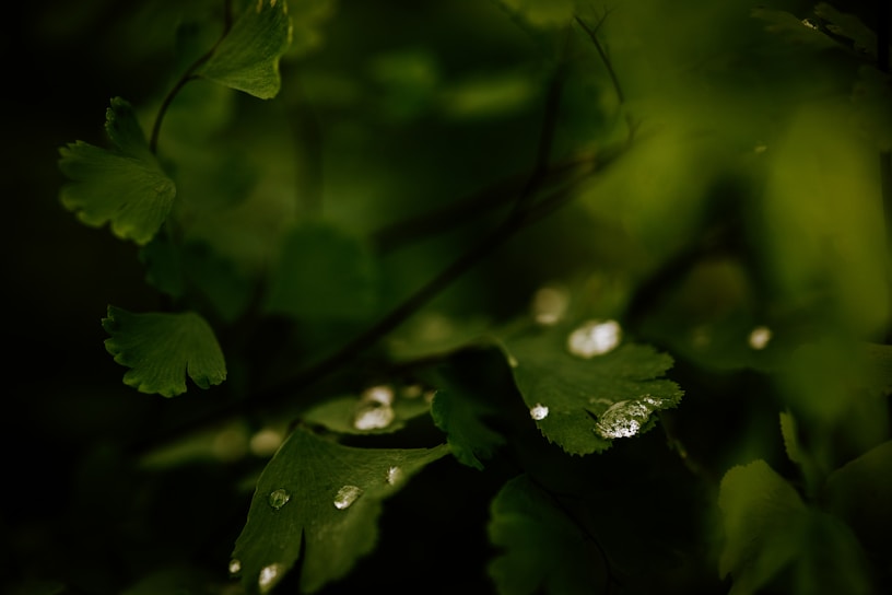 A serene image of dewy green leaves symbolizing freshness.