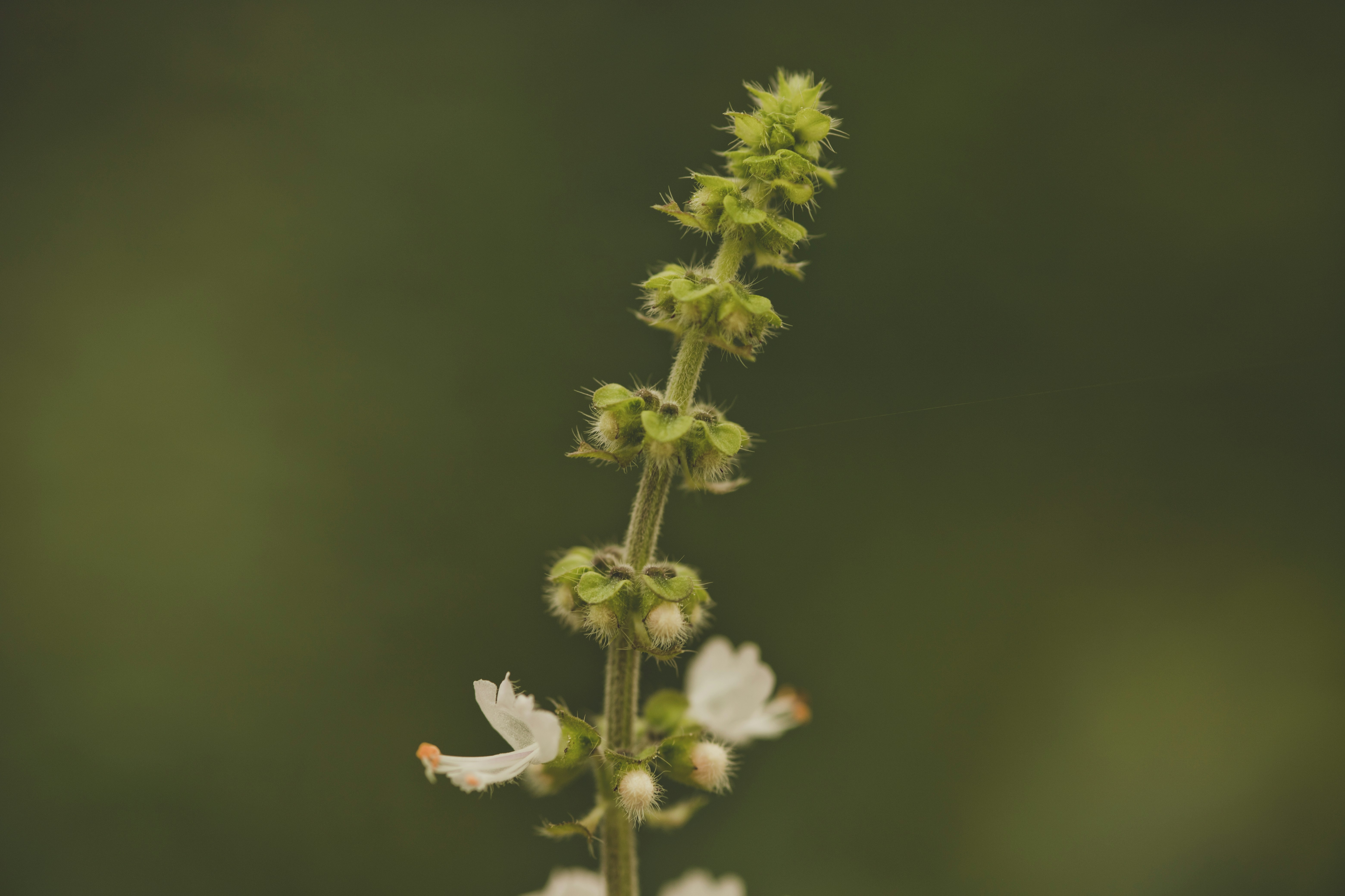 Photo by rrodriguesim