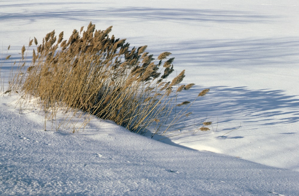 a snow covered field with a bush in the middle of it