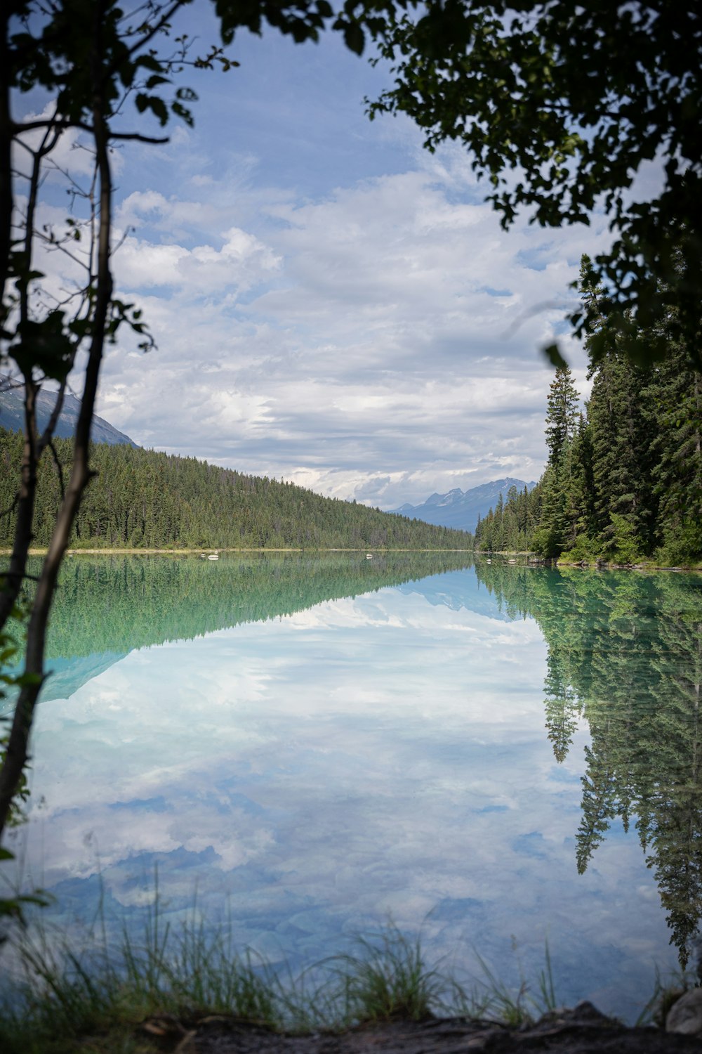 a body of water surrounded by a forest