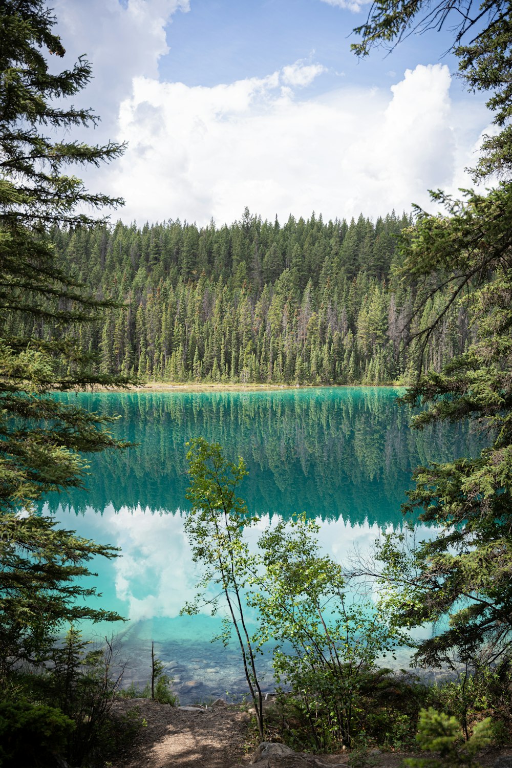 a blue lake surrounded by trees and a forest