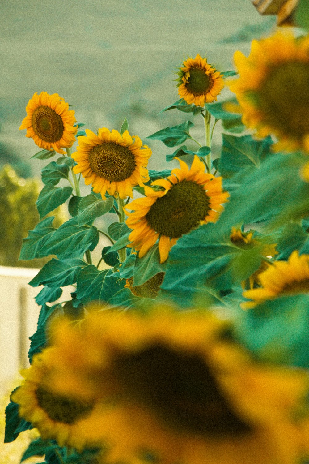 a bunch of sunflowers that are in a field