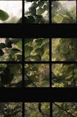 Sunlight filters through a window with multiple panes, each filled with green leaves and branches, creating a serene and natural atmosphere. The translucency of the glass softens the light, highlighting the texture and details of the foliage.