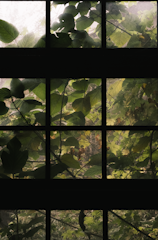 Sunlight filters through a window with multiple panes, each filled with green leaves and branches, creating a serene and natural atmosphere. The translucency of the glass softens the light, highlighting the texture and details of the foliage.